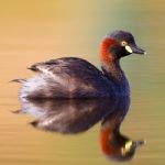Australasian Grebe (Tachybaptus novaehollandiae)