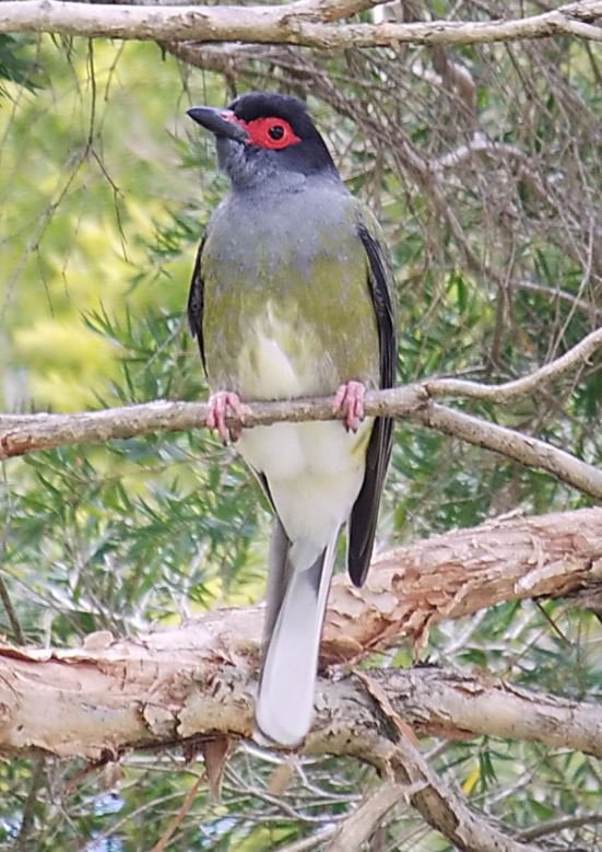 Australasian Figbird (Sphecotheres vieilloti)