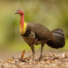 Australian Brush-Turkey (Alectura lathami)