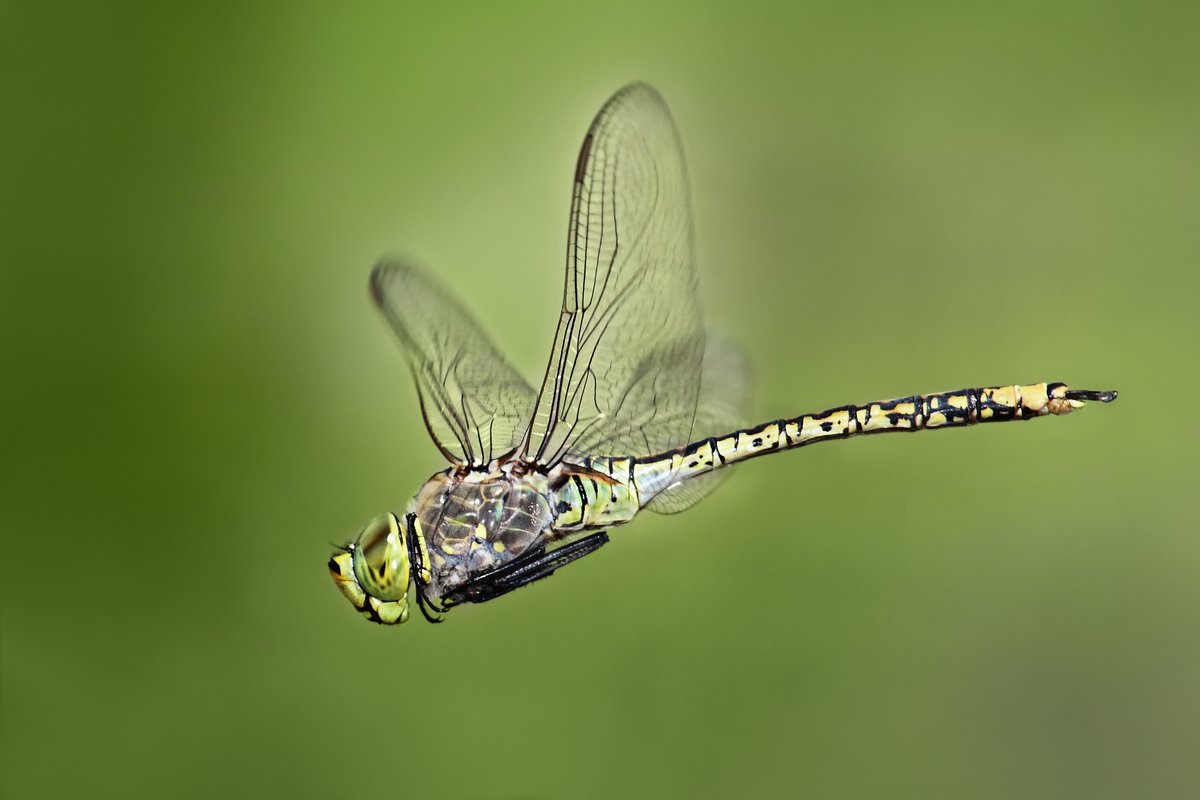 Australian Emperor (Anax papuensis)