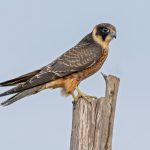 Australian Hobby (Falco longipennis)
