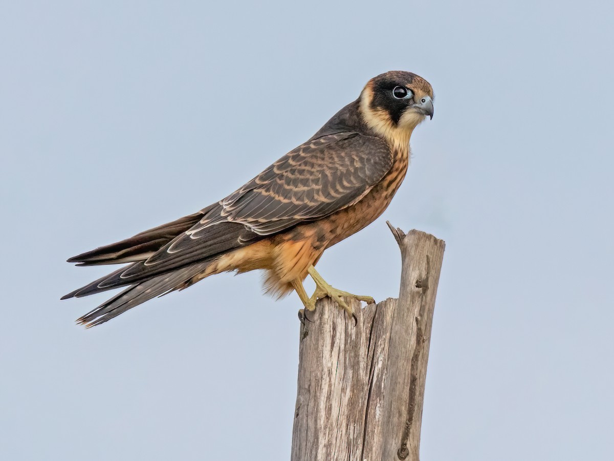 Australian Hobby (Falco longipennis)