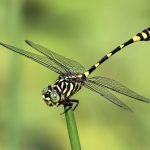 Australian Tiger (Ictinogomphus australis)