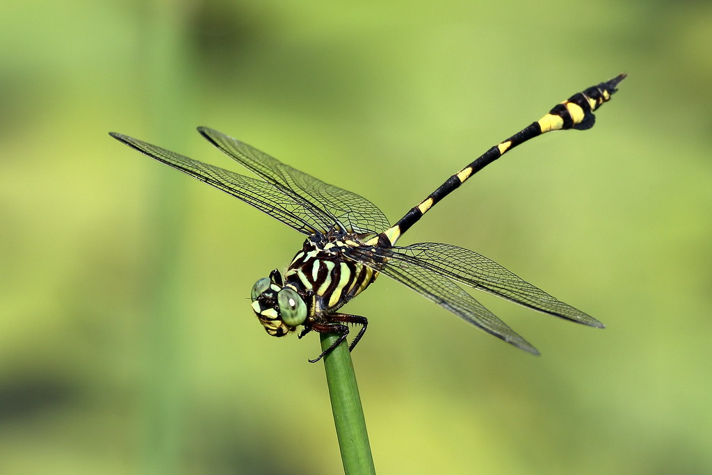Australian Tiger (Ictinogomphus australis)