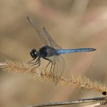 Black-headed Skimmer (Crocothemis nigrifrons)