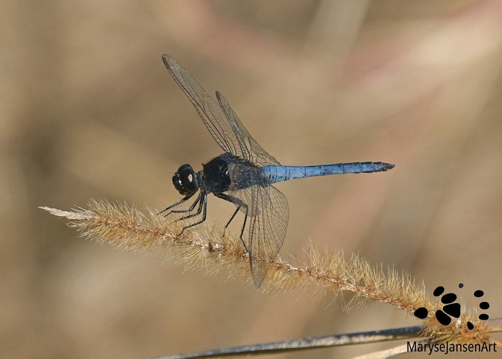 Black-headed Skimmer (Crocothemis nigrifrons)
