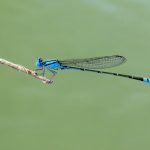Blue Riverdamsel (Pseudagrion microcephalum)