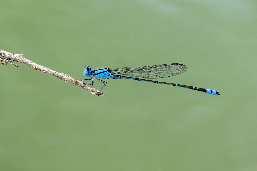Blue Riverdamsel (Pseudagrion microcephalum)