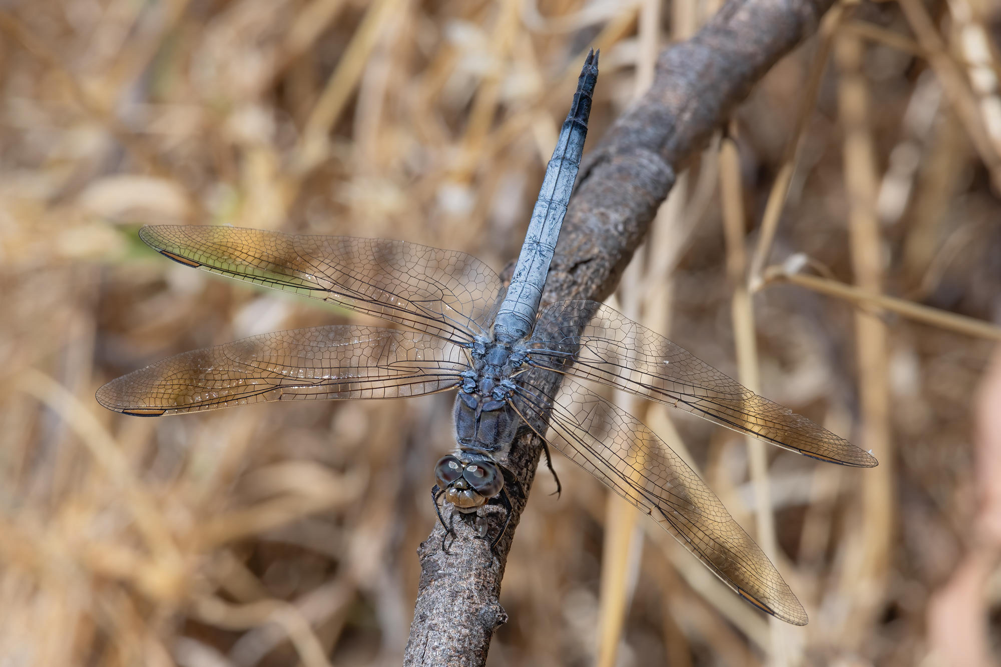 Blue Skimmer (Orthetrum caledonicum)