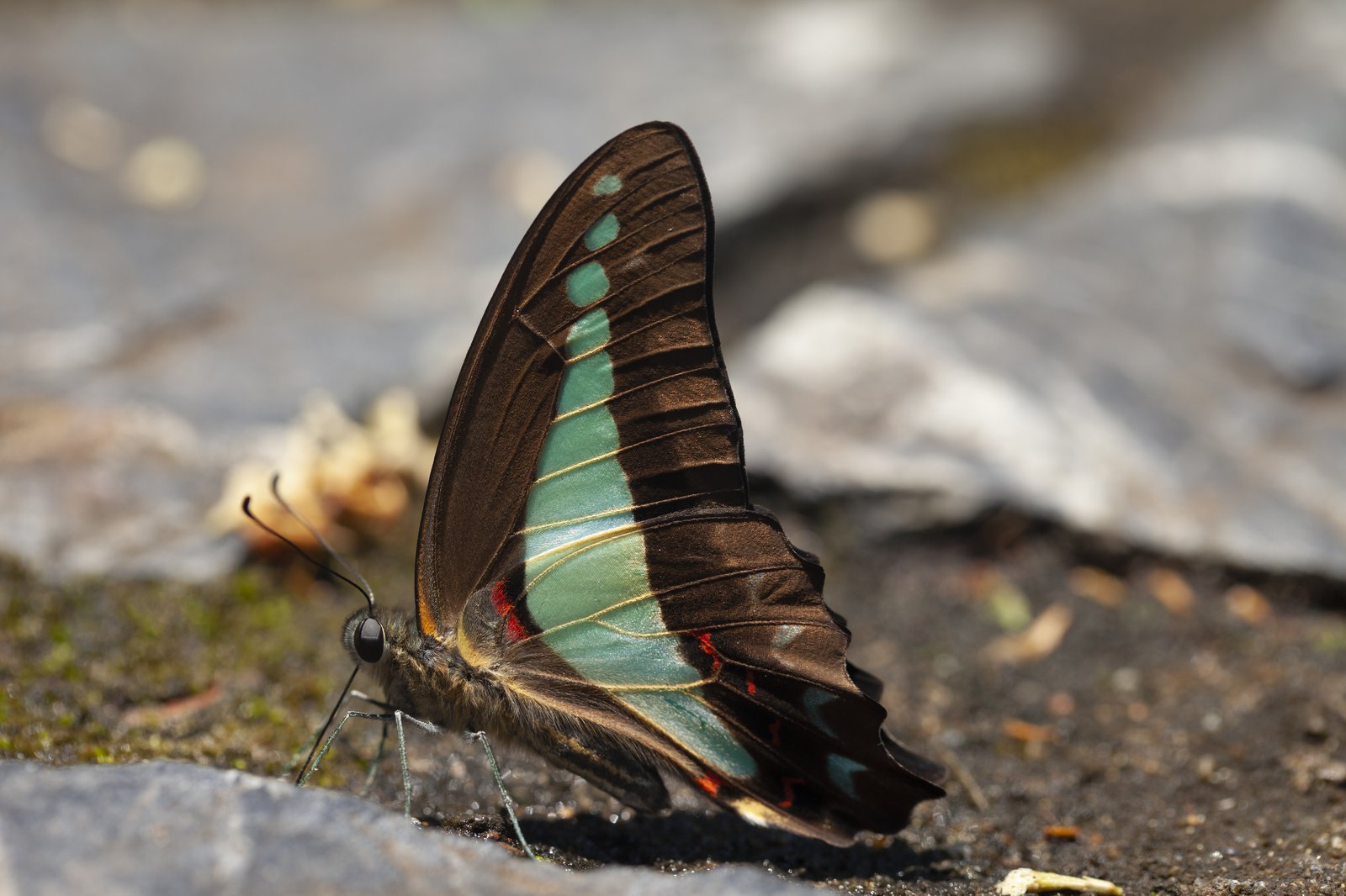 Blue Triangle (Graphium sarpedon choredon)
