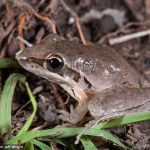 Litoria latopalmata (Broad-palmed Frog )