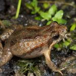 Crinia parinsignifera (Brown Froglet)
