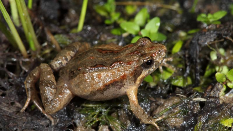 Crinia parinsignifera (Brown Froglet)