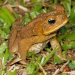 Rhinella marina (Cane Toad)