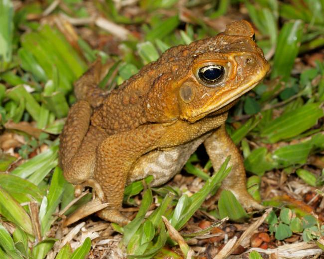 Rhinella marina (Cane Toad)