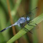 Chalky Percher (Diplacodes trivialis)