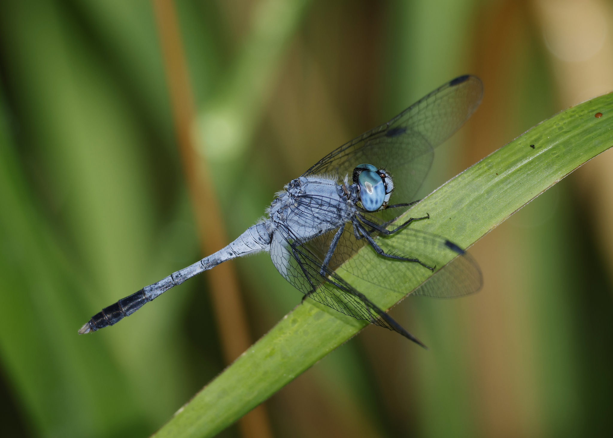 Chalky Percher (Diplacodes trivialis)