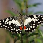Chequered Swallowtail (Papilio demoleus)