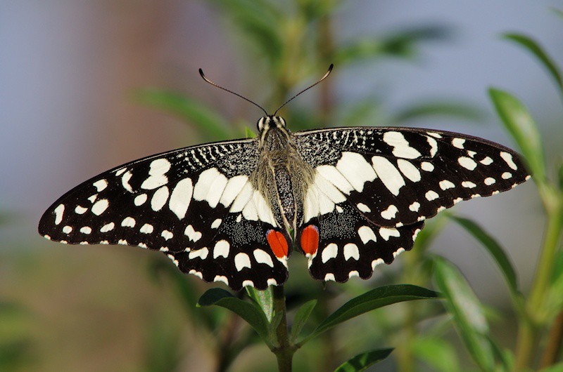Chequered Swallowtail (Papilio demoleus)