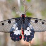 Clearwing Swallowtail (Cressida cressida)