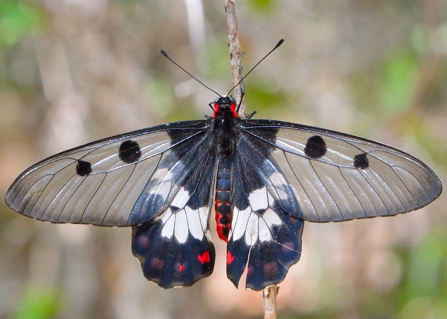 Clearwing Swallowtail (Cressida cressida)