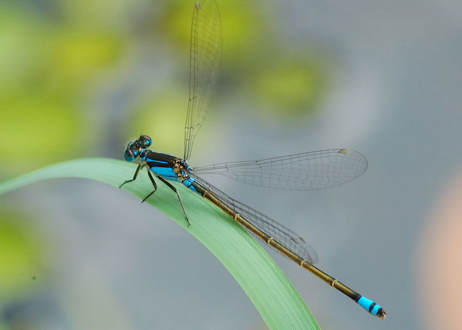 Common Bluetail Damselfly (Ischnura heterosticta)