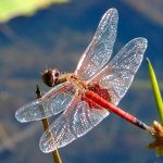 Common Glider Dragonfly - Tramea loewii (Trapezostigma loewii)