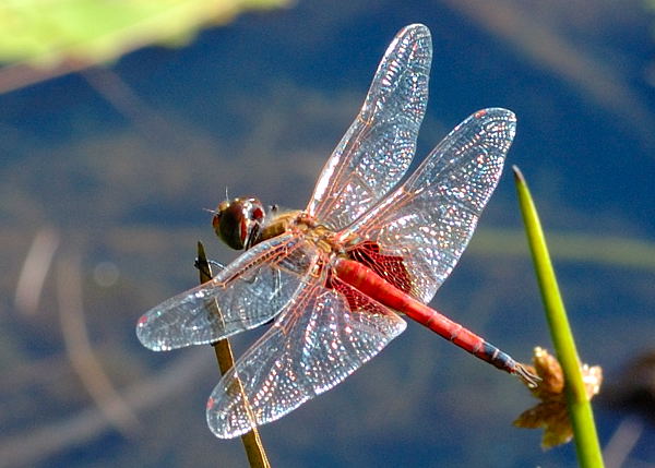 Common Glider Dragonfly - Tramea loewii (Trapezostigma loewii)