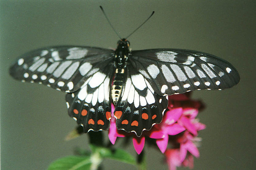 Dainty Swallowtail (Papilio anactus)