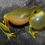 Litoria Gracilenta (Dainty Tree Frog)
