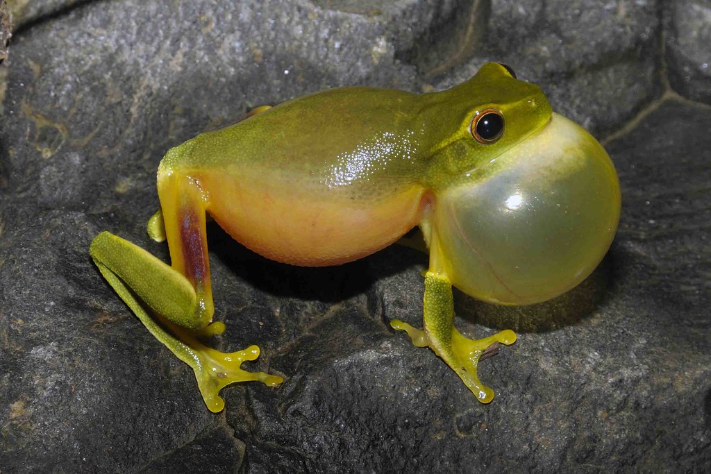 Litoria Gracilenta (Dainty Tree Frog)