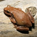Litoria rubella (Desert Tree Frog)