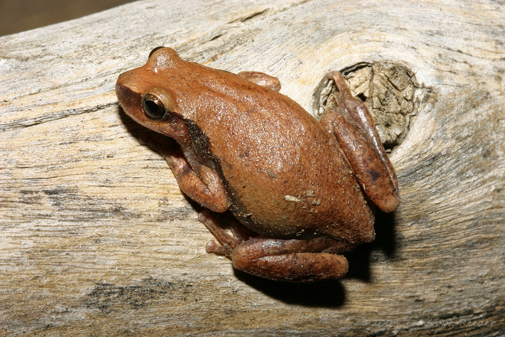 Litoria rubella (Desert Tree Frog)