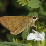 Dingy Swift (Pelopidas agna)
