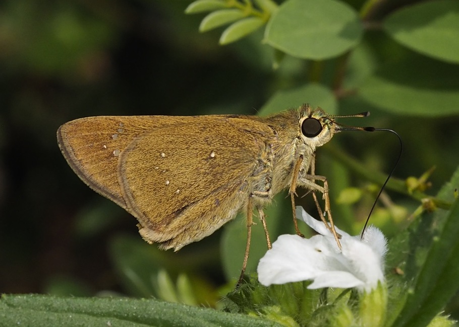 Dingy Swift (Pelopidas agna)