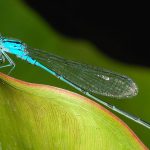 Eastern Billabongfly (Austroagrion watsoni)