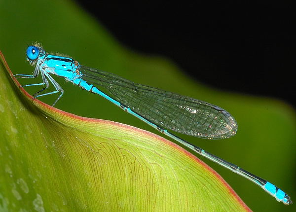 Eastern Billabongfly (Austroagrion watsoni)