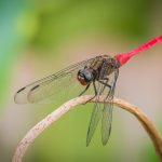 Fiery Skimmer Dragonfly (Orthetrum villosovittatum)