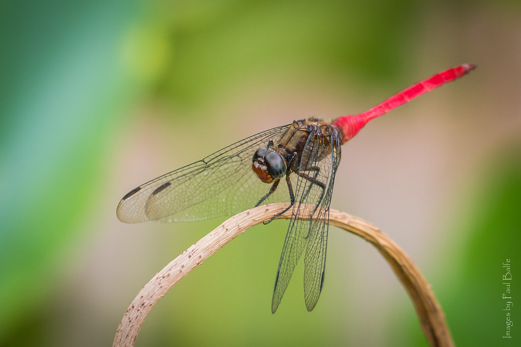 Fiery Skimmer Dragonfly (Orthetrum villosovittatum)