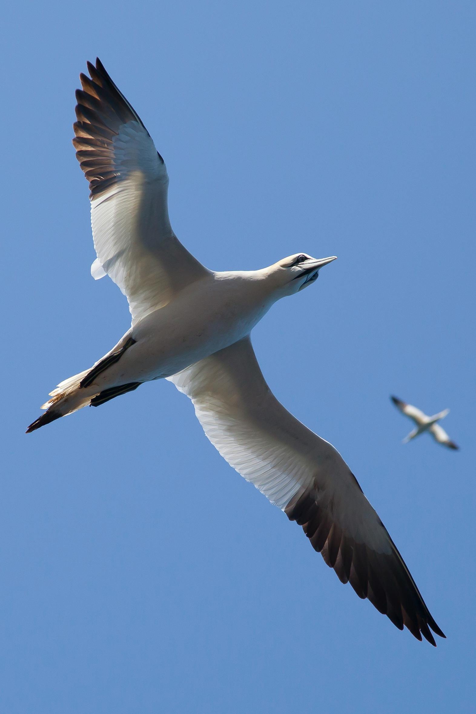 Australasian Gannet (Morus serrator)