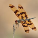 Graphic Flutterer (Rhyothemis graphiptera)
