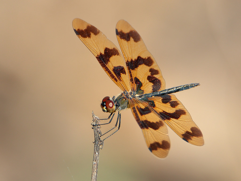 Graphic Flutterer (Rhyothemis graphiptera)