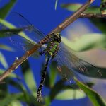 Green Emperor (Anax gibbosulus)