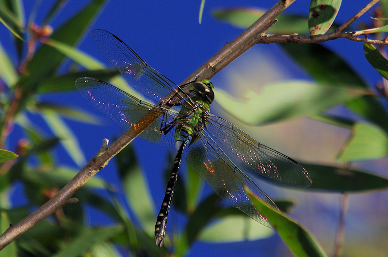Green Emperor (Anax gibbosulus)