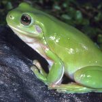 Litoria caerulea (Green Tree Frog)
