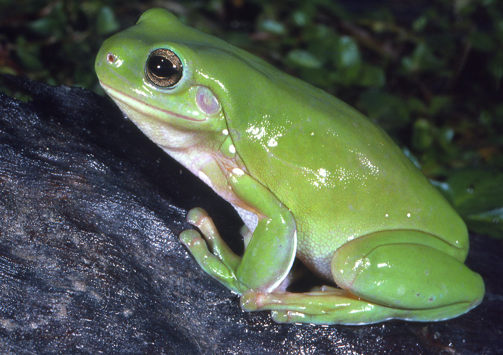 Litoria caerulea (Green Tree Frog)
