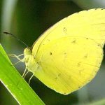 Large Grass Yellow (Eurema hecabe)