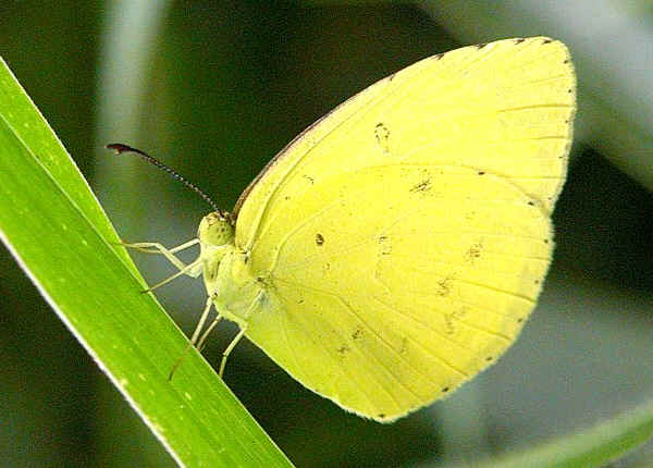 Large Grass Yellow (Eurema hecabe)