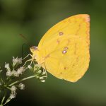Lemon Migrant (Catopsilia pomona)