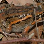 Limnodynastes salmini (Salmon-sided Frog)